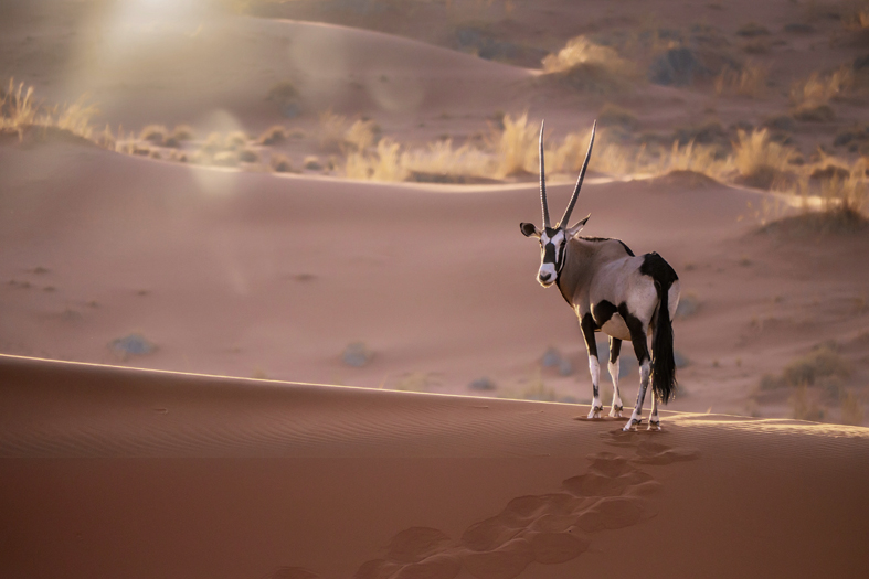 AS209 Wall décor art photographic on canvas wildlife single gemsbok on dunes